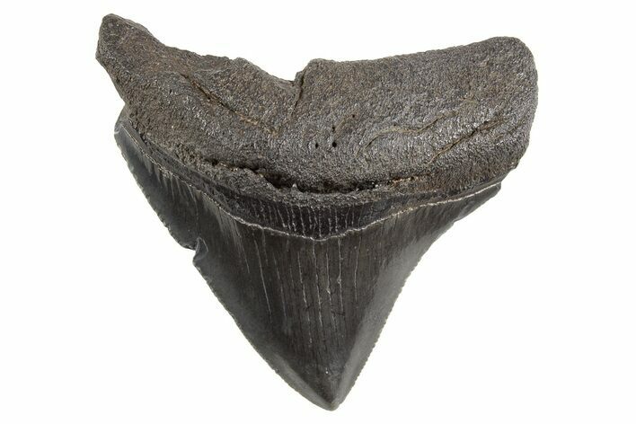 Serrated, Posterior Megalodon Tooth - South Carolina #325202